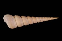 藏品(錐螺)的圖片